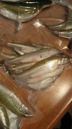 spiering, Ophalen, Nieuw