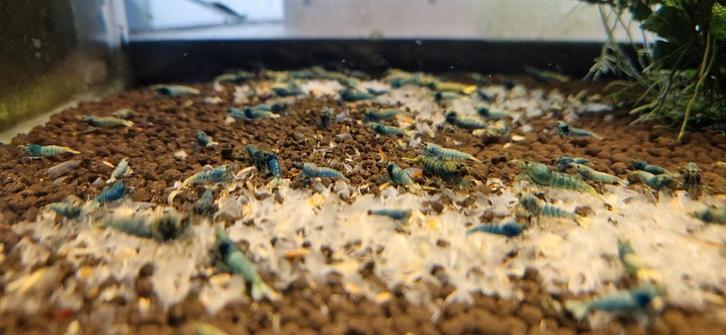 Caridina blauwe Taitibee's, Dieren en Toebehoren, Vissen | Aquariumvissen, Zoetwatervis, Kreeft, Krab of Garnaal, Schoolvis