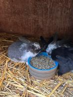 Dwerg Hangoor konijntjes, Dieren en Toebehoren, Konijnen, Meerdere dieren, Dwerg, Hangoor