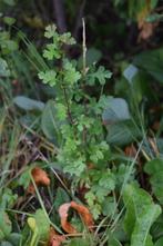 Struiken, meidoorn, Overige soorten, Lente, 250 tot 400 cm, Ophalen