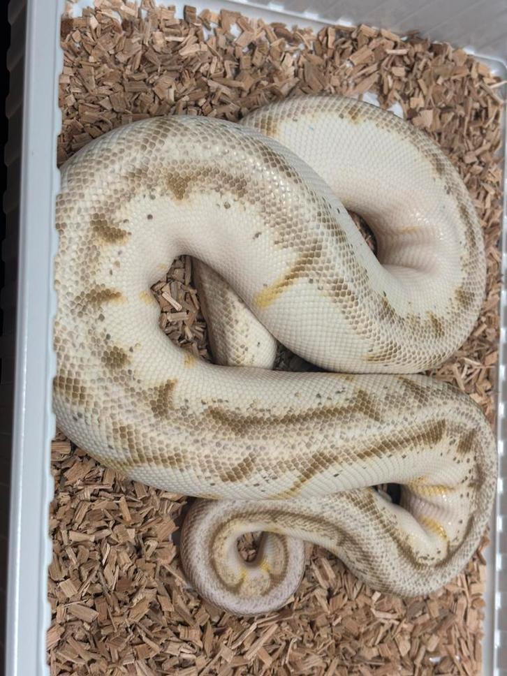 Python regius breeders vrouwen en mannen