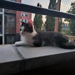 Goed te huis gezocht voor deze lieve kater., Dieren en Toebehoren, Kater, Kortharig, 0 tot 2 jaar