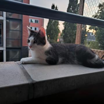 Goed te huis gezocht voor deze lieve kater. beschikbaar voor biedingen