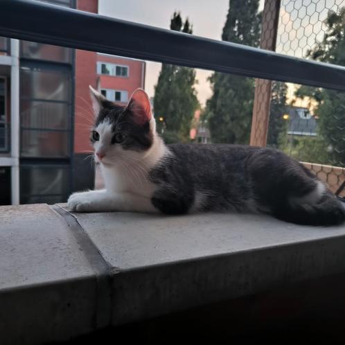 Goed te huis gezocht voor deze lieve kater., Dieren en Toebehoren, Katten en Kittens | Overige Katten, Kortharig, Kater, 0 tot 2 jaar