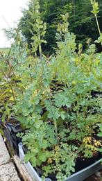 Leuk assortiment vaste planten voor onze bijen en vlinders, Volle zon, Vaste plant, Zomer, Ophalen