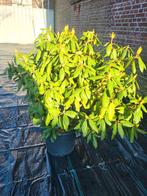 Grote rhododendrons xxl in meerdere kleuren, Ophalen of Verzenden