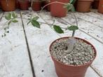 Caudex plant Fockea Edulis in de 12 cm pot., Overige soorten, Ophalen of Verzenden, In pot, Minder dan 100 cm