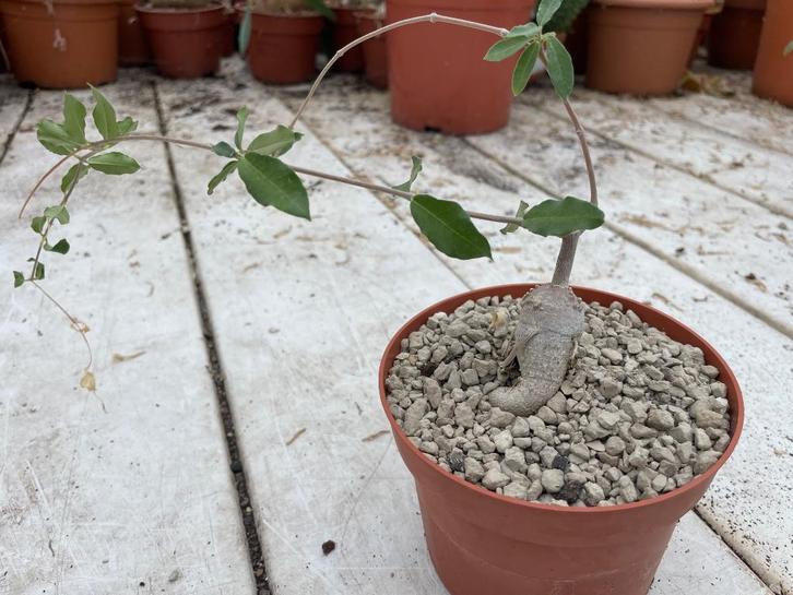 Caudex plant Fockea Edulis in de 12 cm pot., Huis en Inrichting, Kamerplanten, Overige soorten, Minder dan 100 cm, Bloeiende kamerplant