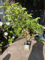 Perenboom, Tuin en Terras, Planten | Bomen, Ophalen, Overige soorten