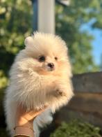Pomeriaan pup mini reutje bearface, Rabiës (hondsdolheid), 8 tot 15 weken, Poolhond, Meerdere