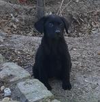 Zwarte labrador teefjes, Dieren en Toebehoren, Honden | Retrievers, Spaniëls en Waterhonden, CDV (hondenziekte), 8 tot 15 weken
