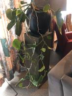 Zuil plantenzuil hout groen, Ophalen, Gebruikt