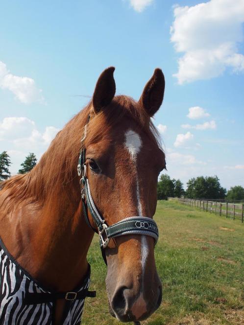 Anky Halster Mesh Chic Deep Green Pony, Dieren en Toebehoren, Paarden en Pony's | Hoofdstellen en Tuigage, Nieuw, Overige soorten