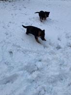 Duitse herder pups teefjes, Dieren en Toebehoren, Honden | Herdershonden en Veedrijvers, CDV (hondenziekte), 8 tot 15 weken, Teef
