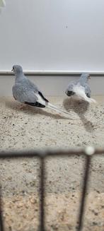 Diamant duiven, Dieren en Toebehoren, Meerdere dieren, Tropenvogel, Geringd