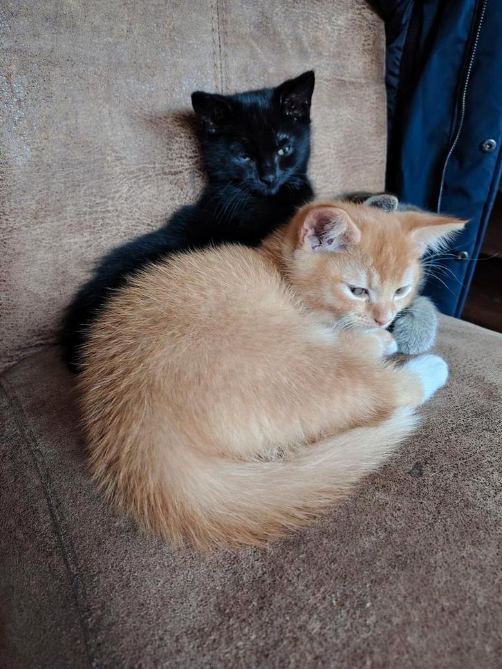 Kittens - gewend aan kinderen - gratis af te halen, Dieren en Toebehoren, Katten en Kittens | Overige Katten, Meerdere dieren