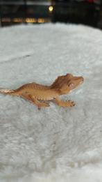 0.0.1 Baby Wimpergekko, Overige soorten, Tam, 0 tot 2 jaar