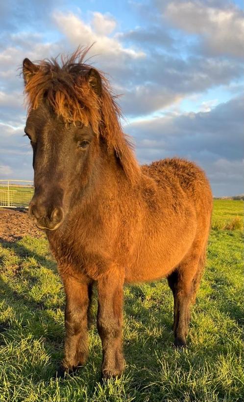 Shetland hengstveulen, Dieren en Toebehoren, Paarden en Pony's | Dekhengsten en Fokmerries, Hengst