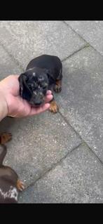 Dwerg teckel puppy’s met merle kleuren, Dieren en Toebehoren, Honden | Teckels en Dashonden, CDV (hondenziekte), 8 tot 15 weken