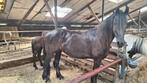 Luxe Friese merrie, Dieren en Toebehoren, Paarden, Merrie, 0 tot 2 jaar