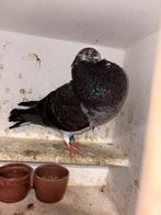 Staande duif, Dieren en Toebehoren, Vogels | Duiven, Vrouwelijk, Kropper