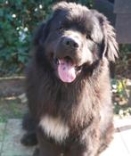 Prachtige newfoundlander, ( niet te koop), Dieren en Toebehoren, Eén hond, 3 tot 5 jaar, Nederland, Particulier