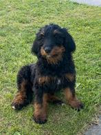 Appendoodle F1 teefje, Dieren en Toebehoren, Honden | Retrievers, Spaniëls en Waterhonden, Overige rassen, CDV (hondenziekte)