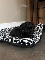 Puppy’s kruising maltezer shih tzu en maltipoo, Maltezer, Reu, Meerdere, Nederland