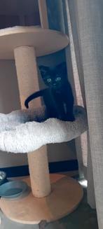 Lief poesje te koop, Dieren en Toebehoren, Poes