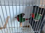 Te koop: roodkop papegaai amadines, Dieren en Toebehoren, Meerdere dieren