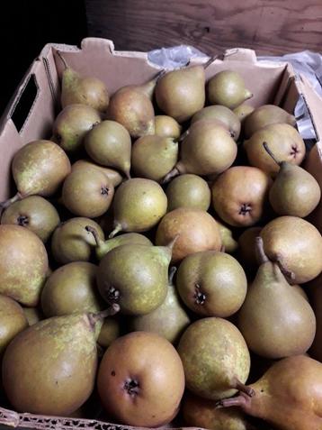 Stoofperen Gieser Wildeman beschikbaar voor biedingen