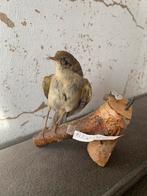 Opgezette vogel kleine karakiet, taxidermie, Ophalen of Verzenden, Gebruikt, Vogel, Opgezet dier