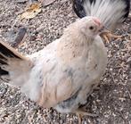 Serama hennen, Dieren en Toebehoren, Pluimvee, Vrouwelijk, Kip