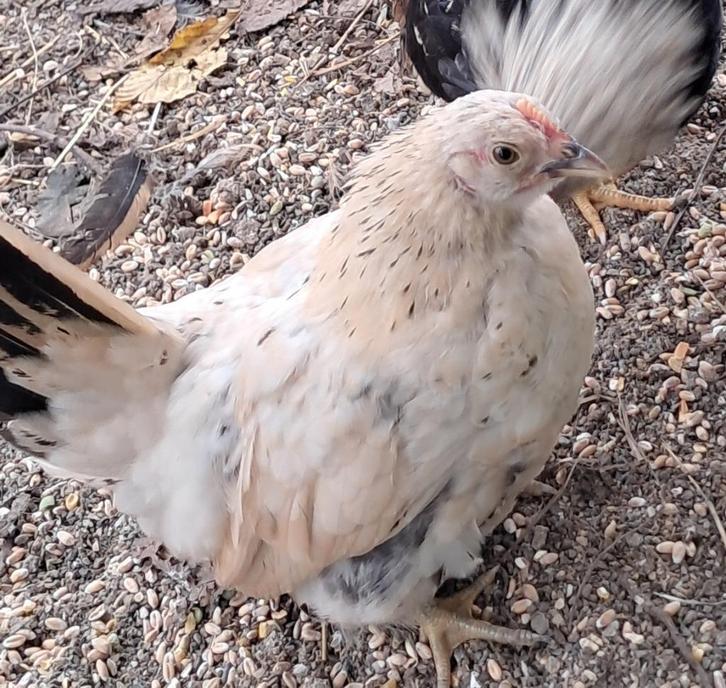 Serama hennen, Dieren en Toebehoren, Pluimvee, Kip, Vrouwelijk