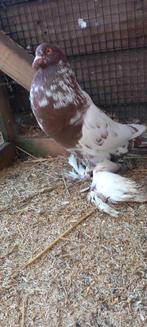 Kropper Gentse Hollandse lokker tilduif, Dieren en Toebehoren, Vogels | Duiven, Meerdere dieren