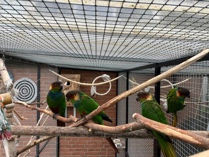Bewezen koppel Pyrrhura Cruentata, Dieren en Toebehoren, Vogels | Parkieten en Papegaaien, Parkiet, Meerdere dieren, Geringd