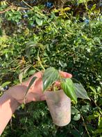 Philodendron splendid, Ophalen, Overige soorten, Minder dan 100 cm