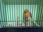 Glosters kanaries te koop, Dieren en Toebehoren, Vogels | Kanaries, Meerdere dieren, Postuurkanarie