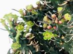 Caudex Euphorbia Decepta van oorspong Oostkaap potmaat 12cm., Overige soorten, In pot, Minder dan 100 cm, Bloeiende kamerplant
