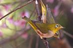 Roodflank brilvogel - zosterops erythropleurus, Meerdere dieren, Tropenvogel, Geringd