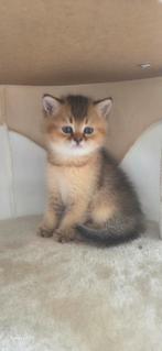 Golden Shadded/Britse Korthaar, Dieren en Toebehoren, Katten en Kittens | Raskatten | Korthaar, Poes, Ontwormd