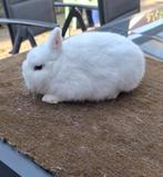 Rasechte Pool Blauwoog (dwergkonijn) ram, Dieren en Toebehoren, Konijnen, Mannelijk, Dwerg, 0 tot 2 jaar