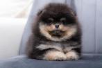 Bearface Pomeriaan/Pomeranian Teefje Binnenkort in NL, Dieren en Toebehoren, 15 weken tot 1 jaar, Reu, Buitenland, Meerdere