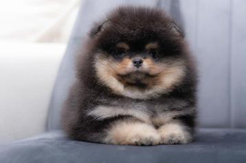 Bearface Pomeriaan/Pomeranian Teefje Binnenkort in NL beschikbaar voor biedingen