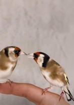 Bloem putters koppel, Dieren en Toebehoren, Meerdere dieren, Bastaard