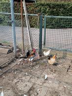 2 krielkipjes met haantje, Dieren en Toebehoren, Pluimvee, Mannelijk, Kip