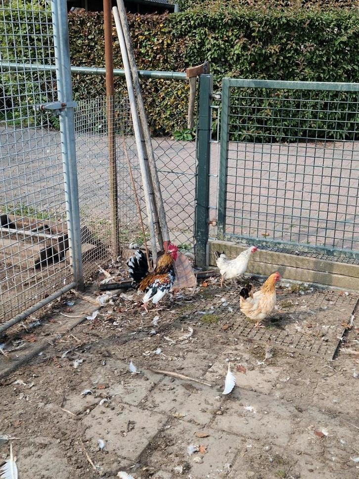2 krielkipjes met haantje, Dieren en Toebehoren, Pluimvee, Kip, Mannelijk