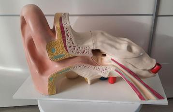 Enorm anatomisch model Menselijk oor Anatomie  beschikbaar voor biedingen