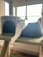 Liefdevolle katten zoeken nieuw thuis, Dieren en Toebehoren, Meerdere dieren, Ingeënt