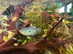 Baby blauwespat/marmer gourami's, Vis, Zoetwatervis